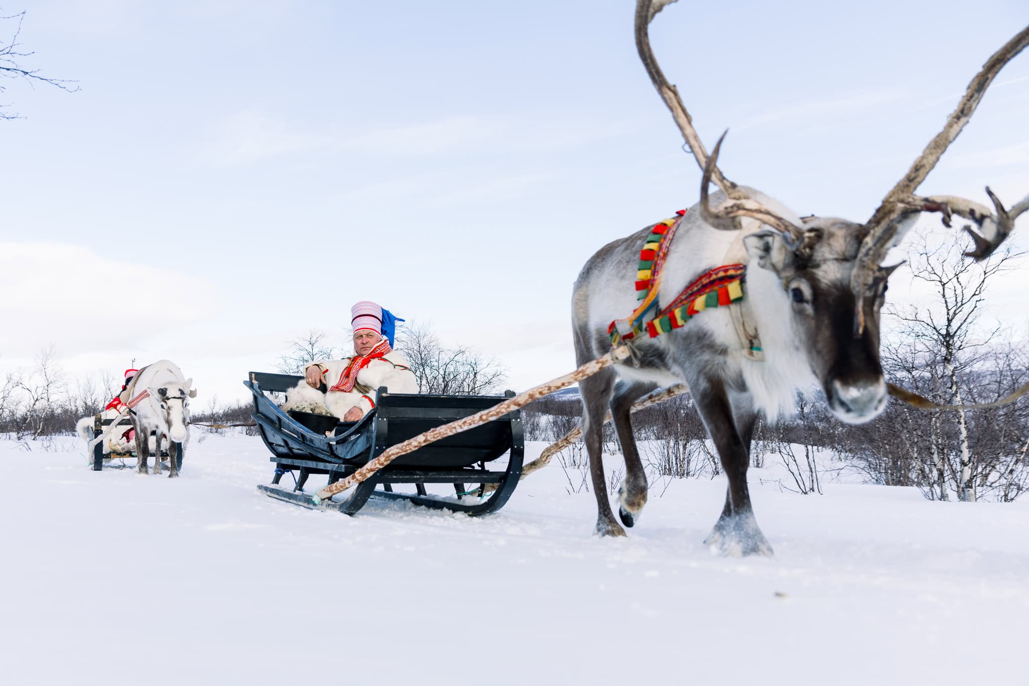 Reindeer pulling a traditional Sami sleigh in snowy landscape.