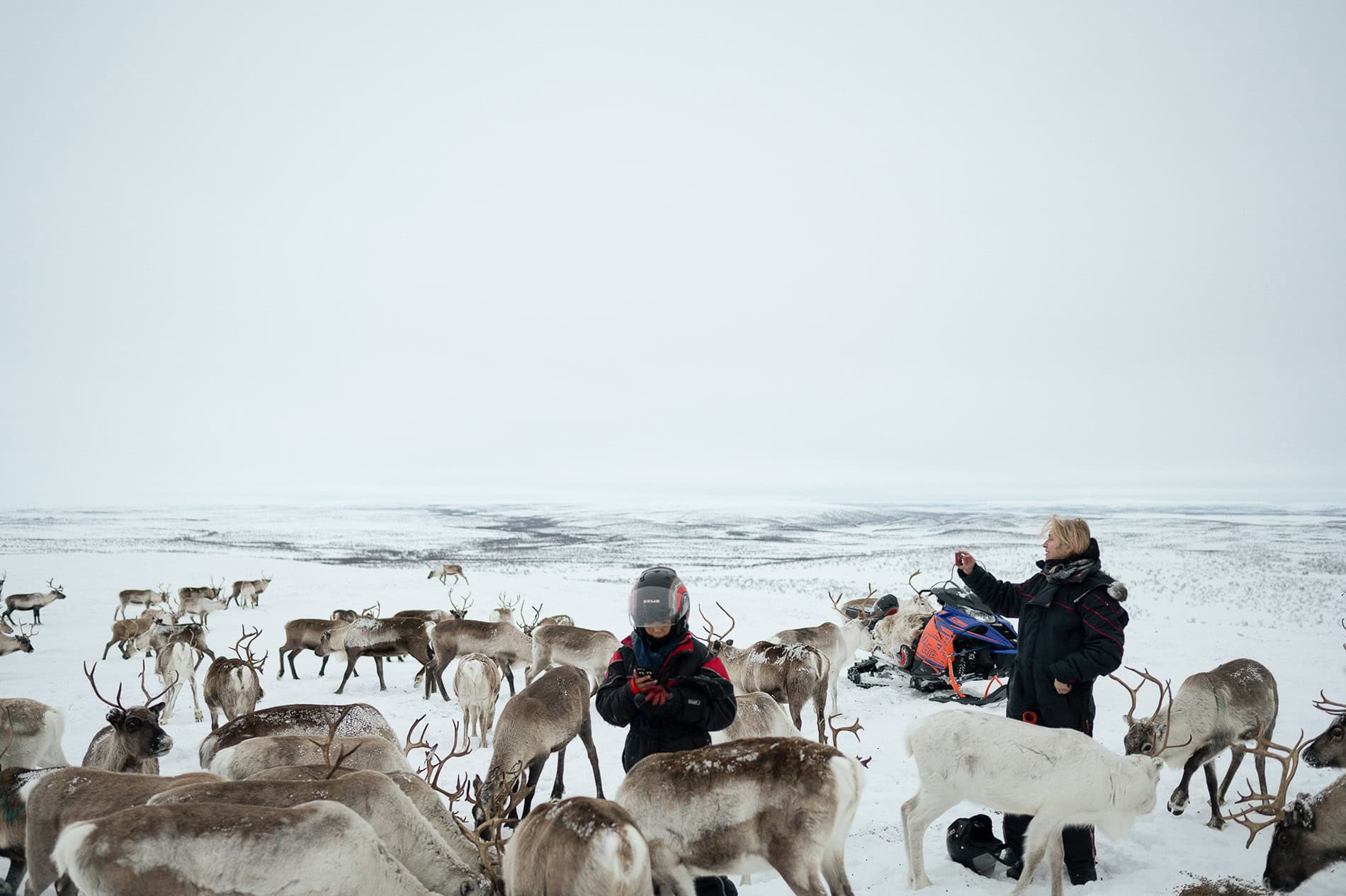 arctic winter,reindeer sledding,northern lights,Authentic experience,Reindeer winter adventures,sami traditions